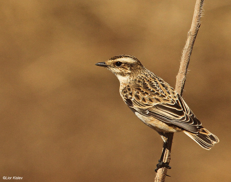    Whinchat Saxicola rubetra ,Bacha Valley,Golan ,13-09-11 Lior Kislev                       